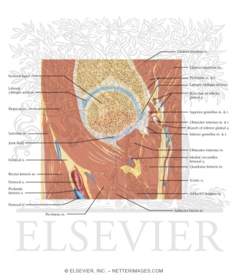 Watermarked preview of labeled image: Cross Section of the Hip: Sagittal View