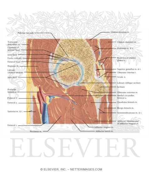 Cross Section of the Hip: Sagittal View