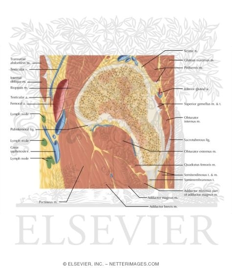 Watermarked preview of labeled image: Cross Section of the Hip: Sagittal View