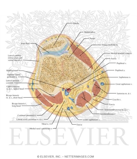 Cross Section of the Knee: Axial View