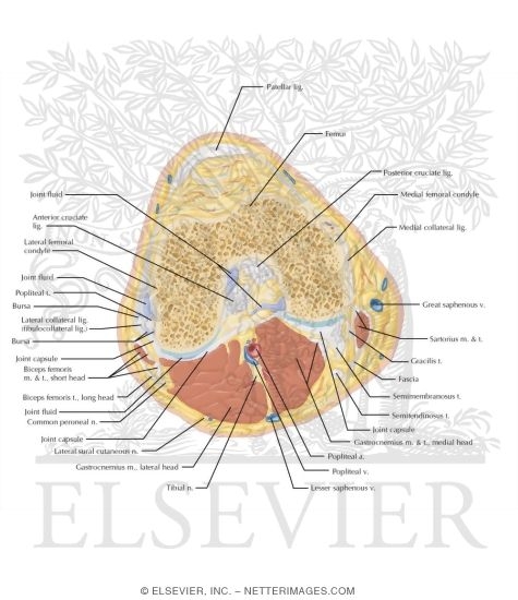 Watermarked preview of labeled image: Cross Section of the Knee: Axial View