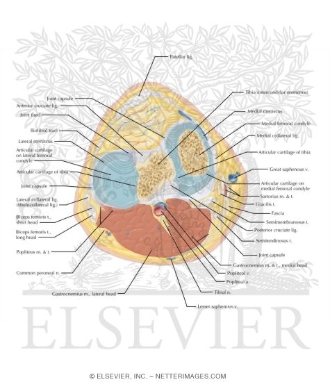 Watermarked preview of labeled image: Cross Section of the Knee: Axial View