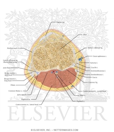 Watermarked preview of labeled image: Cross Section of the Knee: Axial View