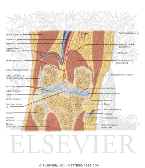 Watermarked preview of labeled image: Cross Section of the Knee: Coronal View