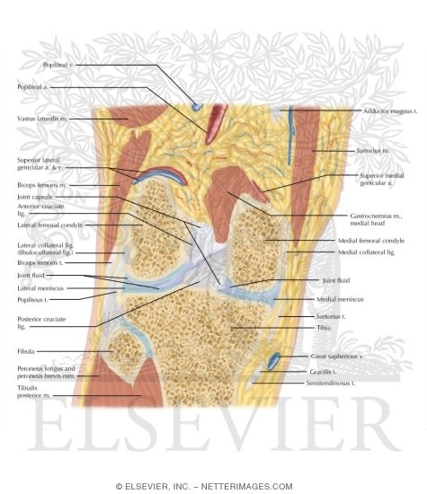 Cross Section of the Knee: Coronal View