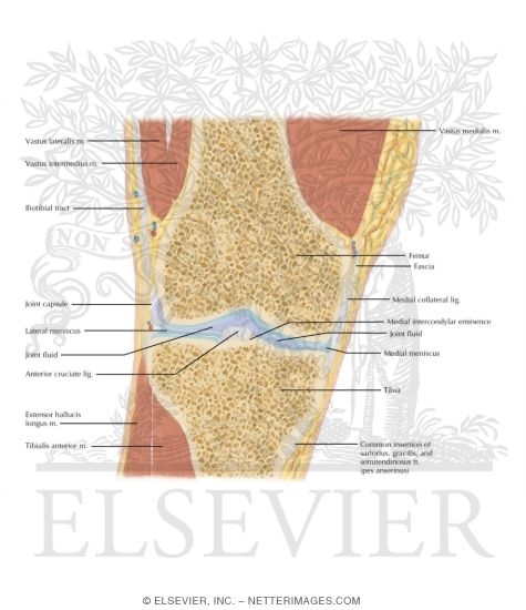 Cross Section of the Knee: Coronal View