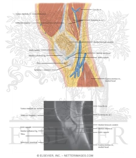 Watermarked preview of labeled image: Cross Section of the Knee: Sagittal View