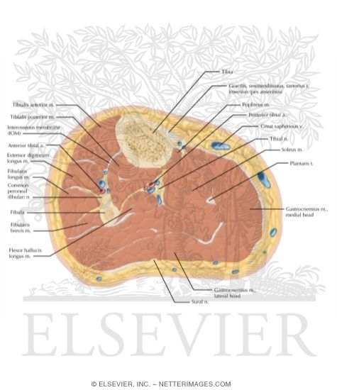 Cross Section of the Leg: Axial View