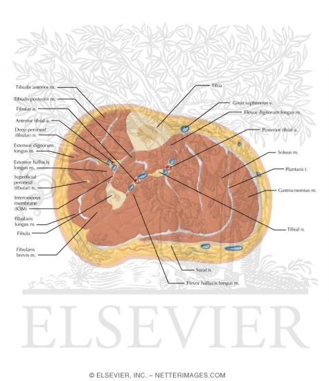 Watermarked preview of labeled image: Cross Section of the Leg: Axial View