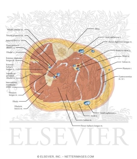 Watermarked preview of labeled image: Cross Section of the Leg: Axial View