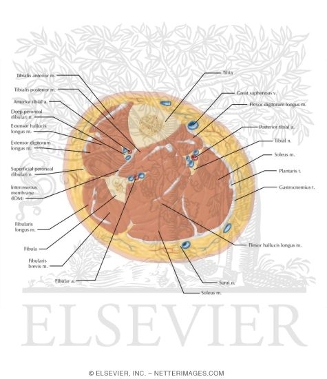 Cross Section of the Leg: Axial View