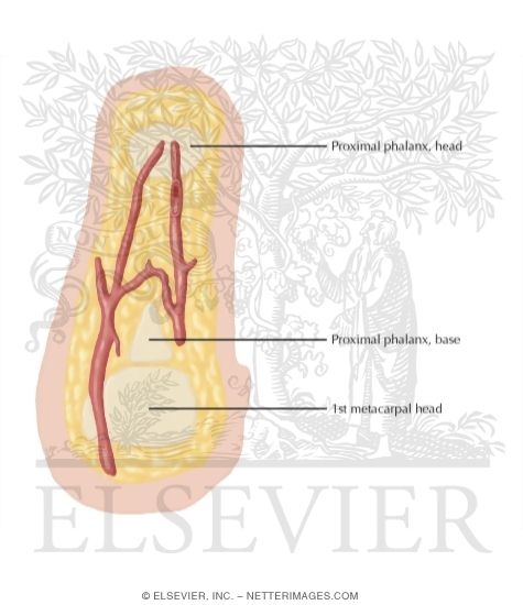 Watermarked preview of labeled image: Cross Section of the Thumb: Coronal View