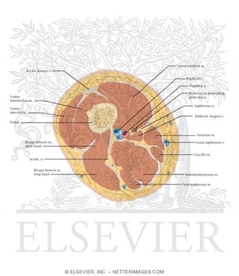 Watermarked preview of labeled image: Cross Section of the Thigh: Axial View