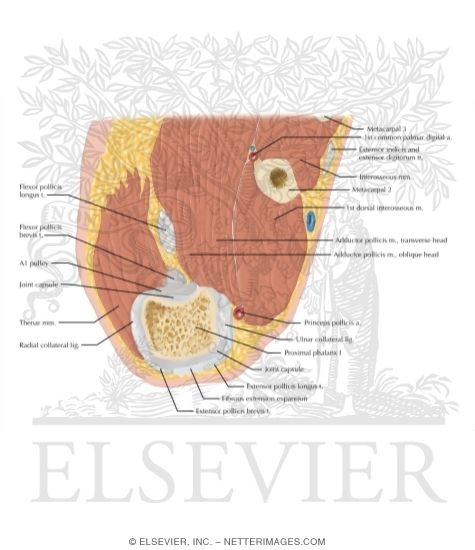 Watermarked preview of labeled image: Cross Section of the Thumb: Axial View
