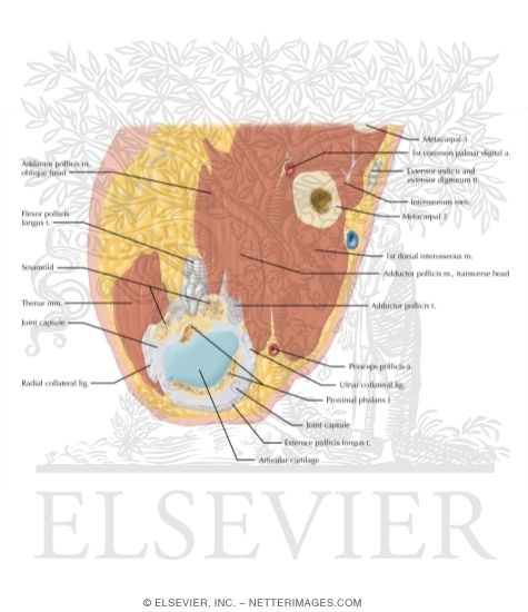 Watermarked preview of labeled image: Cross Section of the Thumb: Axial View