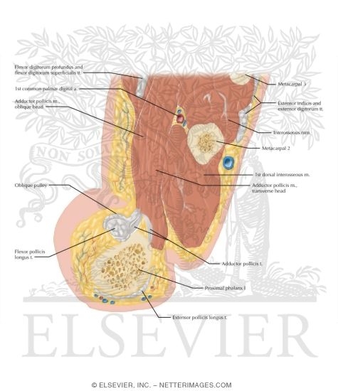 Watermarked preview of labeled image: Cross Section of the Thumb: Axial View
