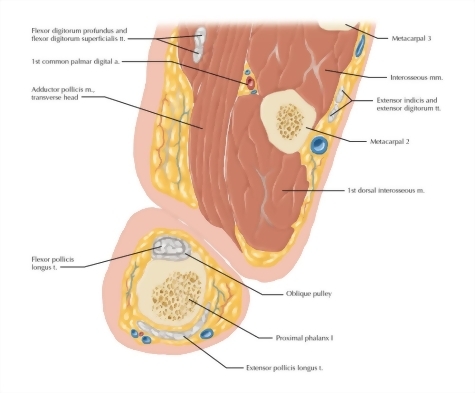 Cross Section of the Thumb: Axial View