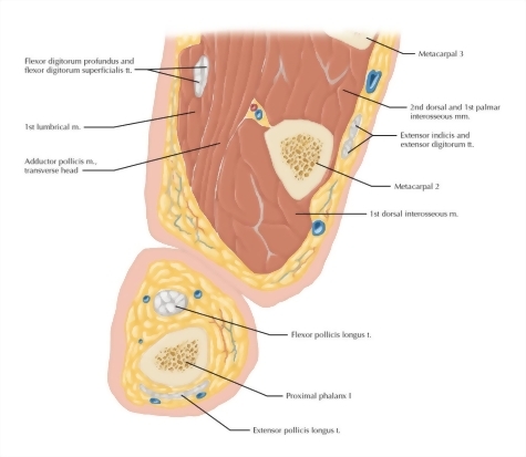 Watermarked preview of labeled image: Cross Section of the Thumb: Axial View