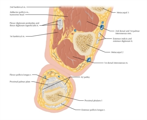 Watermarked preview of labeled image: Cross Section of the Thumb: Axial View