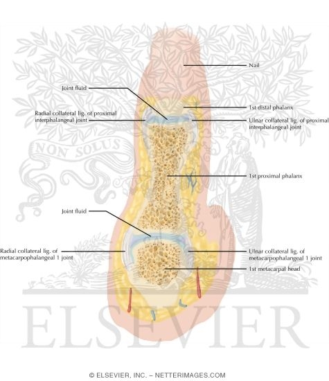 Watermarked preview of labeled image: Cross Section of the Thumb: Coronal View