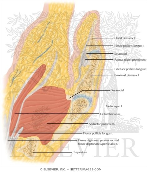 Watermarked preview of labeled image: Cross Section of the Thumb: Sagittal View