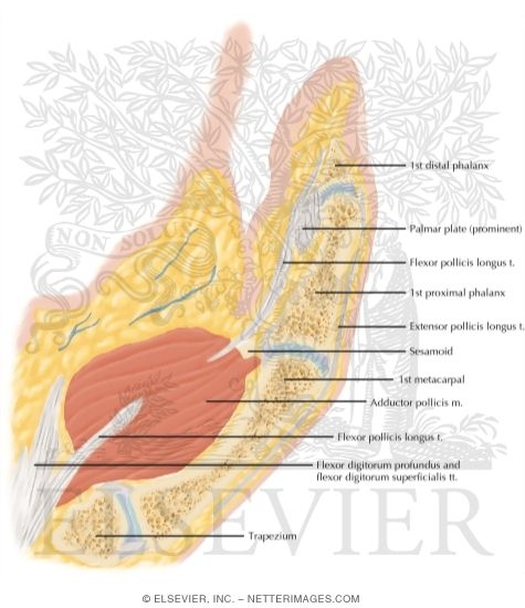 Cross Section of the Thumb: Sagittal View