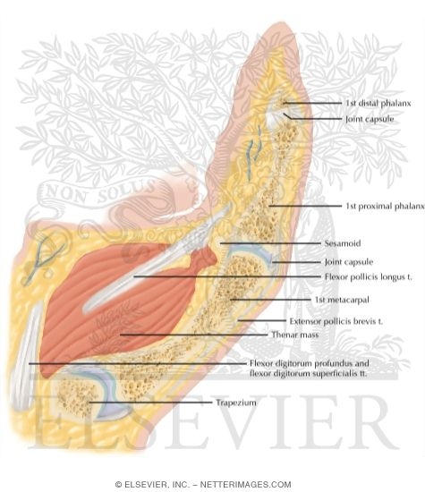 Watermarked preview of labeled image: Cross Section of the Thumb: Sagittal View