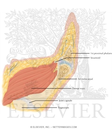 Watermarked preview of labeled image: Cross Section of the Thumb: Sagittal View