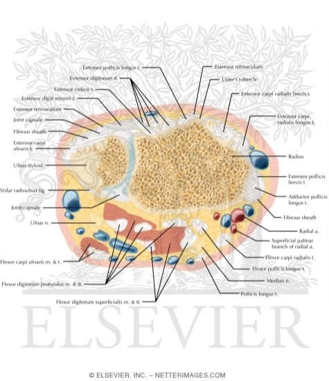 Watermarked preview of labeled image: Cross Section of the Wrist: Axial View