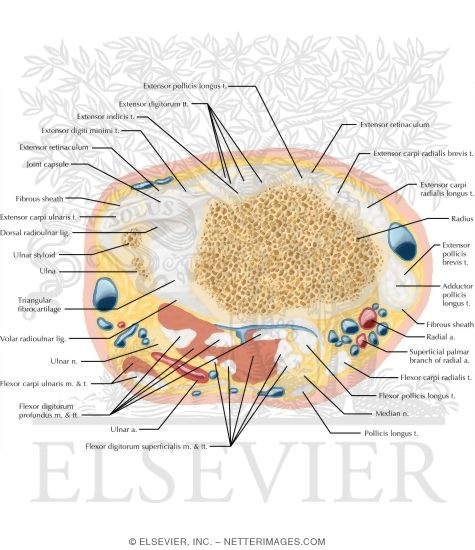 Cross Section of the Wrist: Axial View