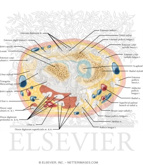 Cross Section of the Wrist: Axial View