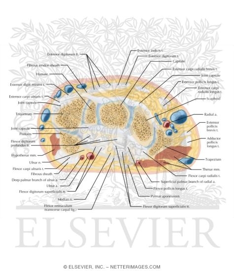 Watermarked preview of labeled image: Cross Section of the Wrist: Axial View