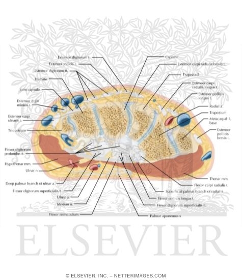 Cross Section Of The Wrist Axial View