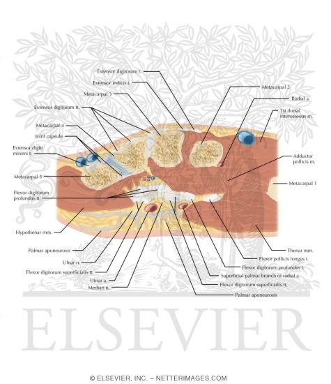 Cross Section of the Wrist: Axial View