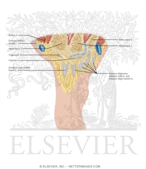 Watermarked preview of labeled image: Cross Section of the Wrist: Coronal View