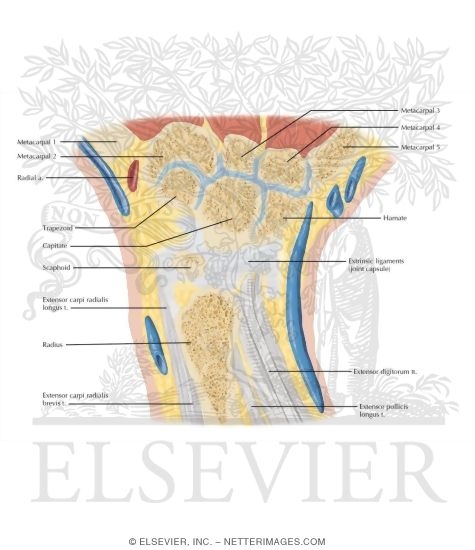 Watermarked preview of labeled image: Cross Section of the Wrist: Coronal View
