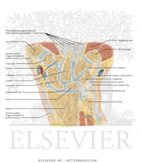 Cross Section of the Wrist: Coronal View
