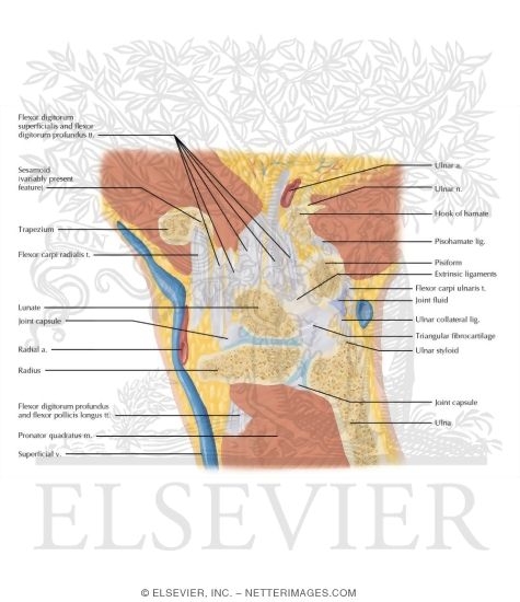 Watermarked preview of labeled image: Cross Section of the Wrist: Coronal View