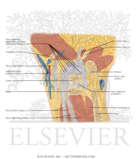 Watermarked preview of labeled image: Cross Section of the Wrist: Coronal View