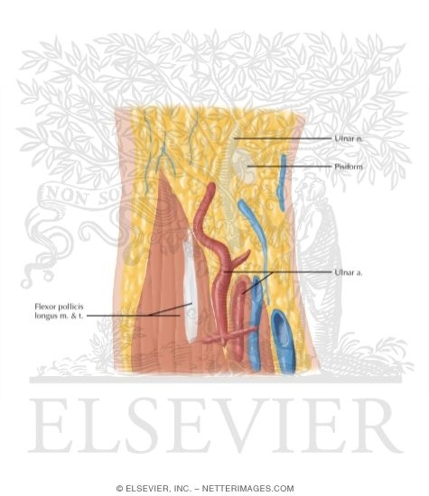 Watermarked preview of labeled image: Cross Section of the Wrist: Coronal View