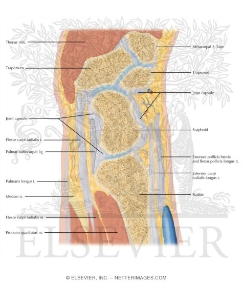 Watermarked preview of labeled image: Cross Section of the Wrist: Sagittal View