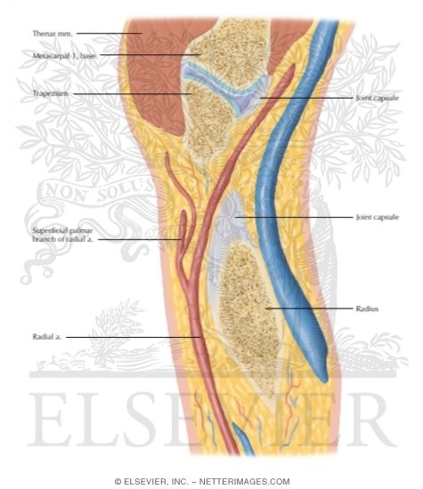 Watermarked preview of labeled image: Cross Section of the Wrist: Sagittal View