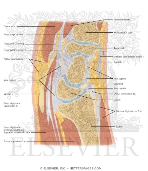 Watermarked preview of labeled image: Cross Section of the Wrist: Sagittal View