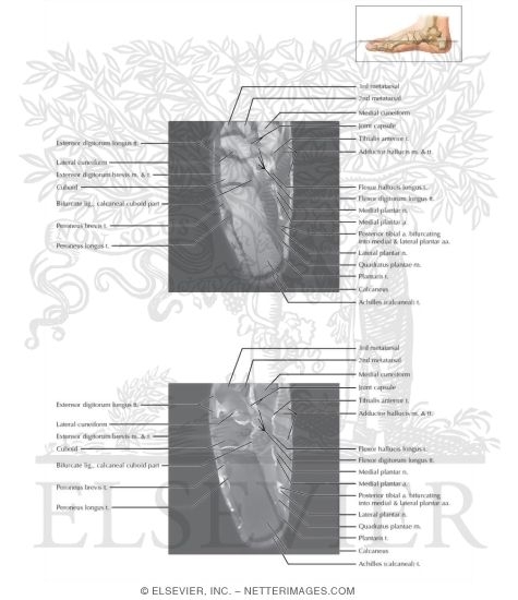 Watermarked preview of labeled image: Cross Section of the Ankle and Foot: Axial View