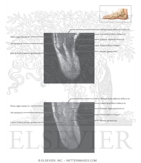 Watermarked preview of labeled image: Cross Section of the Ankle and Foot: Axial View