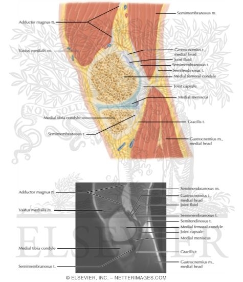 Watermarked preview of labeled image: Cross Section of the Knee: Sagittal View