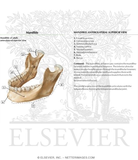 Watermarked preview of labeled image: Mandible