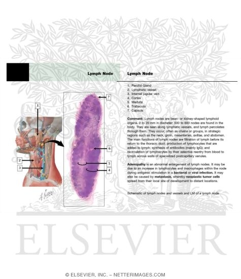 Watermarked preview of labeled image: Lymph Vessels and Nodes of Head and Neck
Lymphatic Drainage of Mouth and Pharynx