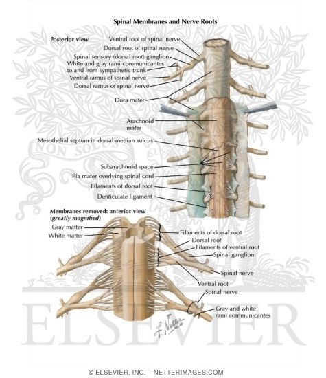 Spinal Membranes and Nerve Roots