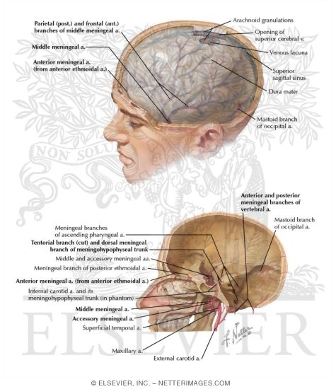 Meningeal Arteries
Dura Mater and Middle Meningeal Artery
Meningeal Arteries and Dura Mater